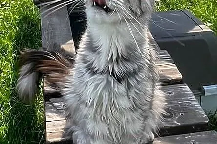 Maine coon kotka hodowlana, Małopolskie, Kęty