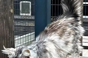 Maine coon kotka hodowlana, Małopolskie, Kęty