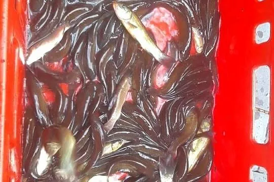Ryby narybek Lina Karpia Amura Karaśia Jesiotra Tołpygi
