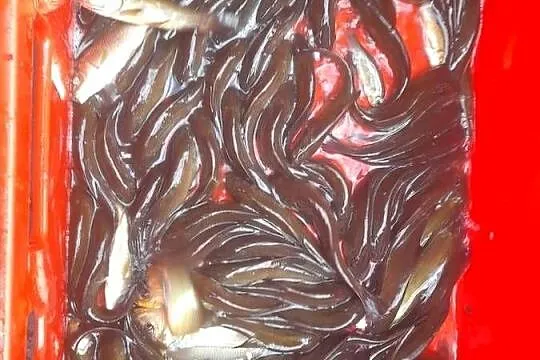Ryby narybek Lina Karpia Amura Karaśia Jesiotra Tołpygi, Wielkopolskie, Ślesin