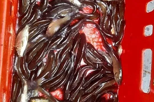 Ryby narybek Lina Karpia Amura Karaśia Jesiotra Tołpygi, Wielkopolskie, Ślesin