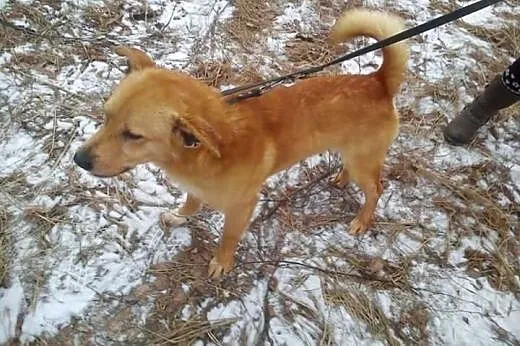 Lisek kocha ludzi dzieci i świat daj mu domek o ja