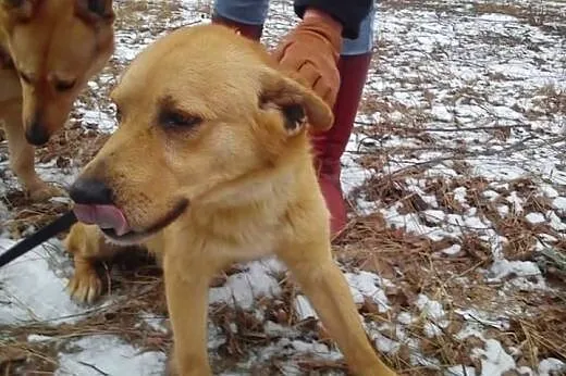 Lisek kocha ludzi dzieci i świat daj mu domek o ja