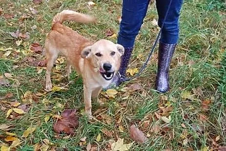 Lisek kocha ludzi dzieci i świat daj mu domek o ja