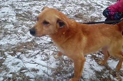 Lisek kocha ludzi dzieci i świat daj mu domek o ja