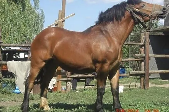 Kon zimnokrwisty