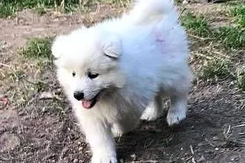 Sprzedam cudownego szczeniaka rasy Samojed – 2 miesiące, cena wyjątkowa!