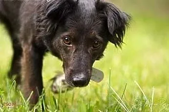 AKSA - śliczna, roczna, 10 kg sunia do adopcji!,  