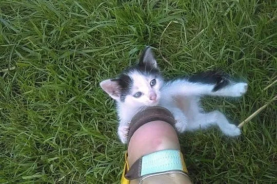 Kocie nieszczescia- na ulicy dzięki ludziom, kotki