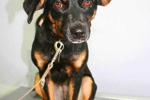 MELA - nieduża, roczna śliczna sunia do adopcji,  