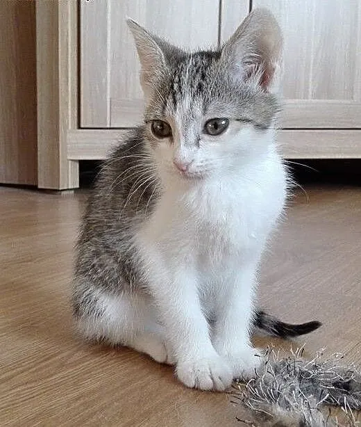 Isia kotka adopcja, śląskie Będzin