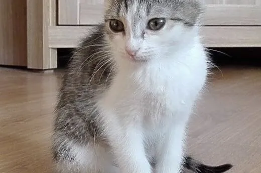Isia kotka adopcja,  śląskie Będzin