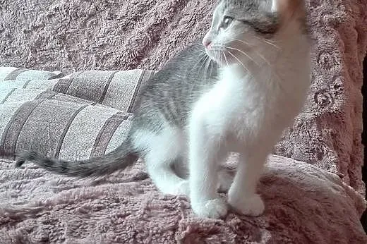 Isia kotka adopcja,  śląskie Będzin