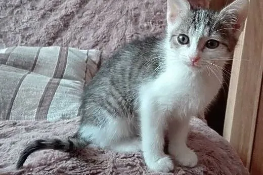Isia kotka adopcja,  śląskie Będzin
