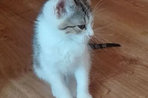 Isia kotka adopcja,  śląskie Będzin