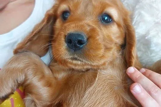 Cocker spaniel angielski złota suczka