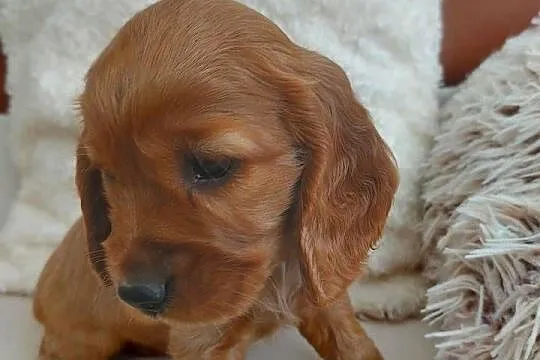 Cocker spaniel angielski złota suczka, Lubelskie, Moroczyn