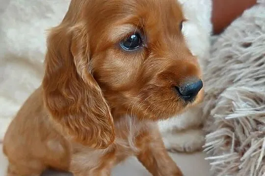 Cocker spaniel angielski złota suczka, Lubelskie, Moroczyn