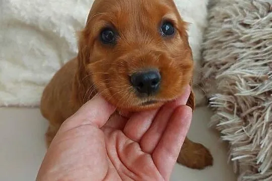 Cocker spaniel angielski złota suczka, Lubelskie, Moroczyn
