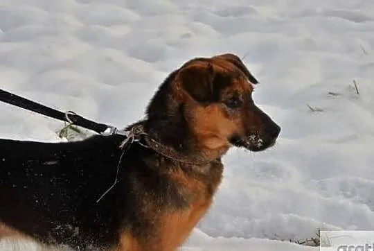 Poziomka kocha ludzi dzieci i świat daj jej wspaniały domek