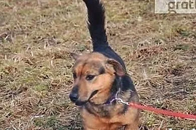 Poziomka kocha ludzi dzieci i świat daj jej wspaniały domek, , Wrocław