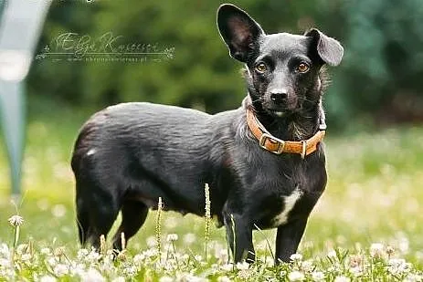ZETKA – młoda, mini sunia do ADOPCJI,  śląskie Katowice