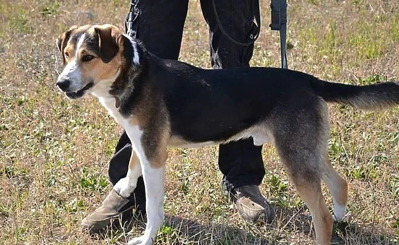 TED-przesympatyczny,do pokochania od zaraz,