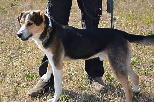 TED-przesympatyczny,do pokochania od zaraz,