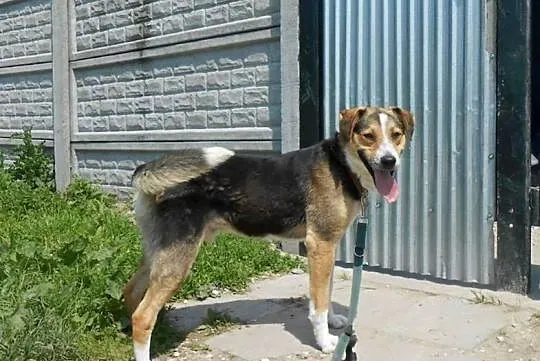 TED-przesympatyczny,do pokochania od zaraz,