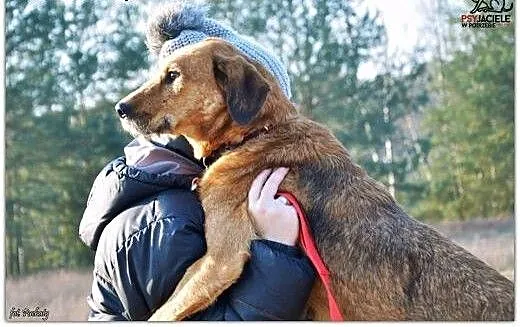 LEJLA tak sympatycznego jak Ona psa nigdzie indzie