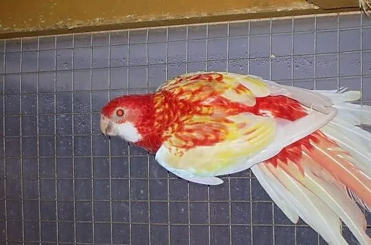 Sprzedam papugi