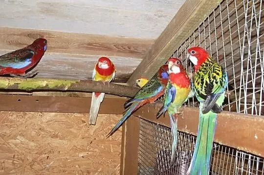 Sprzedam papugi