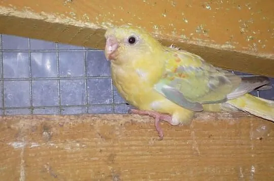 Sprzedam papugi
