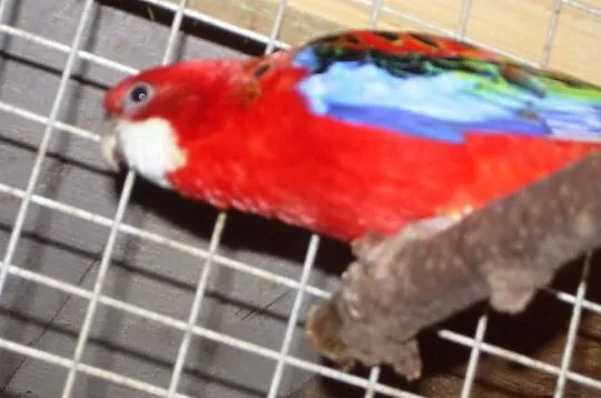 Sprzedam papugi