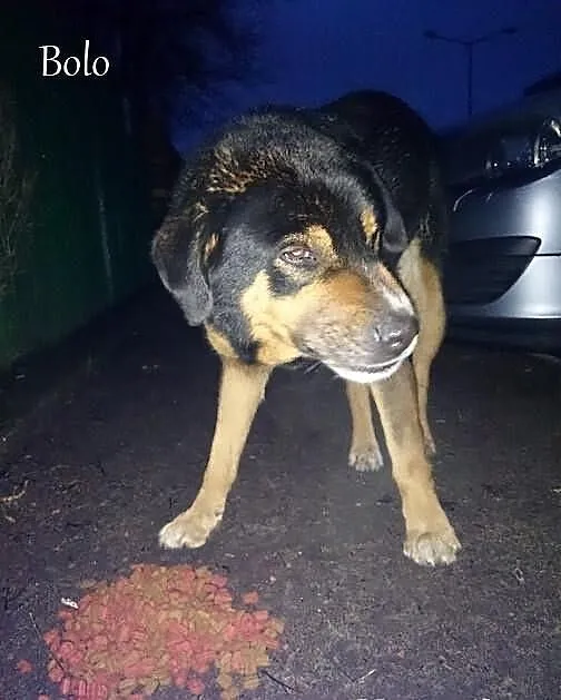 Bolo szuka kochającego domu