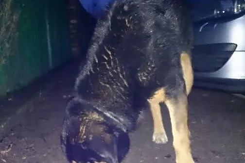 Bolo szuka kochającego domu