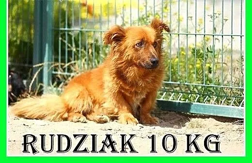 10kg,na krótkich łapkach,łagodny pluszak,spokojny