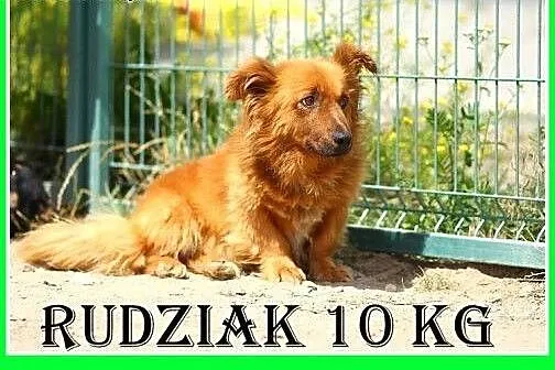 10kg,na krótkich łapkach,łagodny pluszak,spokojny 
