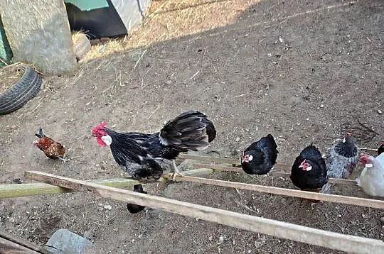 Bandamki, Śląskie, Myszków