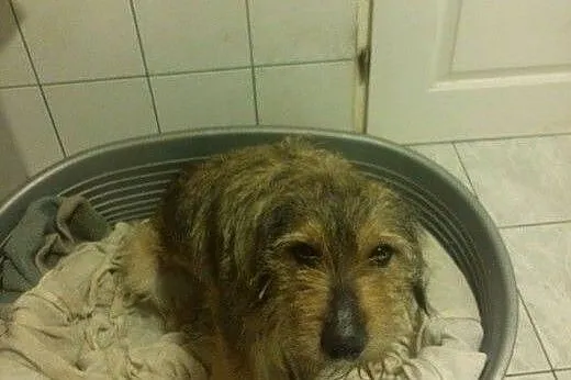 Szorstkowłosa mordka prosi o miłość,  kujawsko-pom