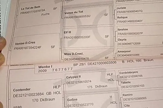 8-letni wałach, skoki 130, , 