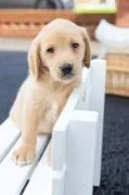 Suczka labradora retrievera, silna i zaszczepiona. Skontaktuj się z nami już teraz.