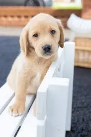 Suczka labradora retrievera, silna i zaszczepiona. Skontaktuj się z nami już teraz., , Włocławek