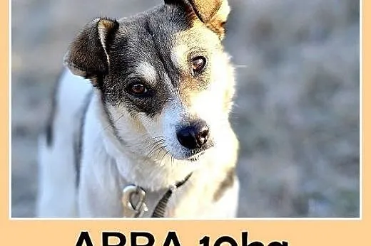 10kg,łagodna,tulaśna,grzeczna mała suczka ABBA.Adopcja,  małopolskie Kraków