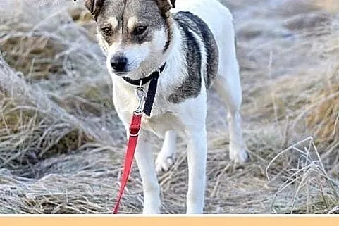 10kg,łagodna,tulaśna,grzeczna mała suczka ABBA.Ado
