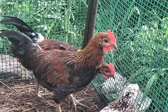Młode kogutki Zielononóżki, Wielkopolskie, Łopienno