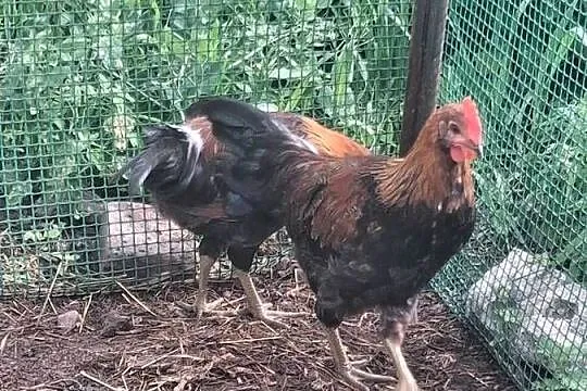 Młode kogutki Zielononóżki, Wielkopolskie, Łopienno