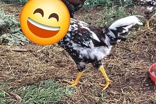 Młode kogutki Zielononóżki, Wielkopolskie, Łopienno