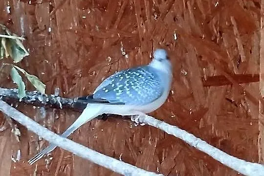 Sprzedam gołąbki diamentowe, Wielkopolskie, Mechlin