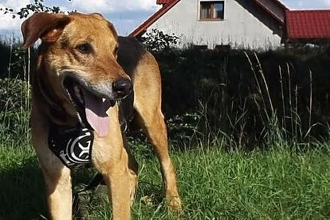 Towarzyski psiak Arnal szuka domu,  dolnośląskie W